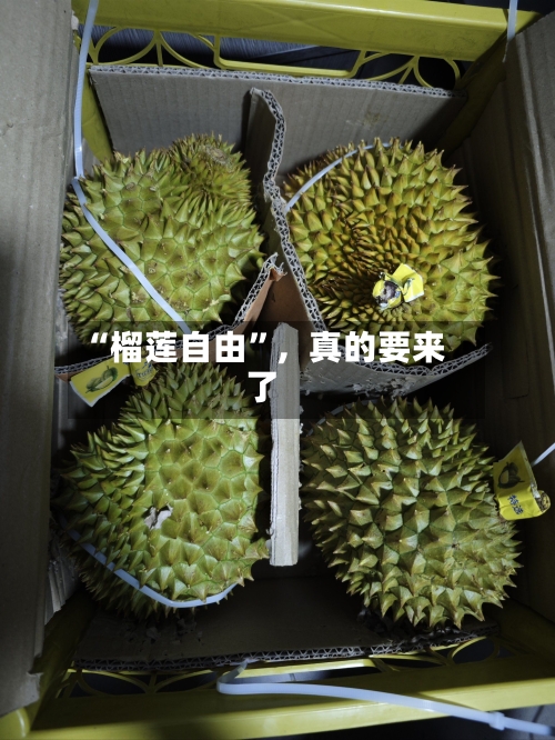 “榴莲自由”，真的要来了-第2张图片