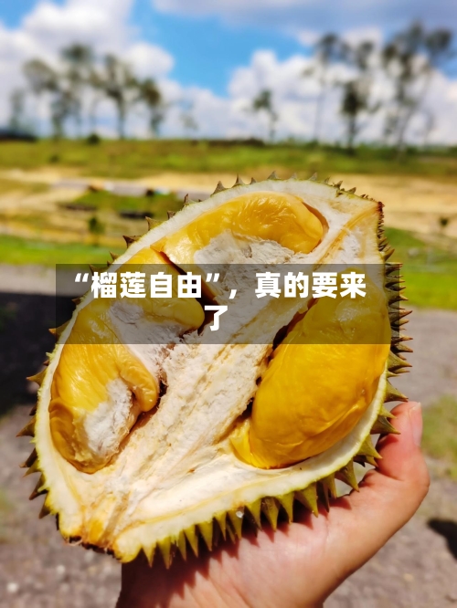 “榴莲自由”，真的要来了-第3张图片