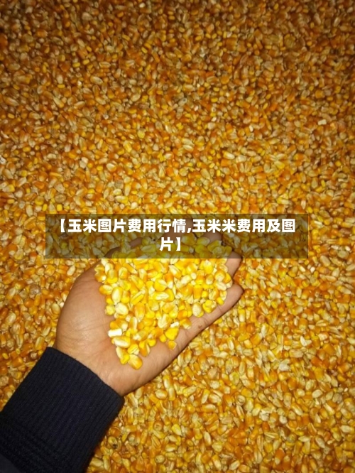 【玉米图片费用行情,玉米米费用及图片】