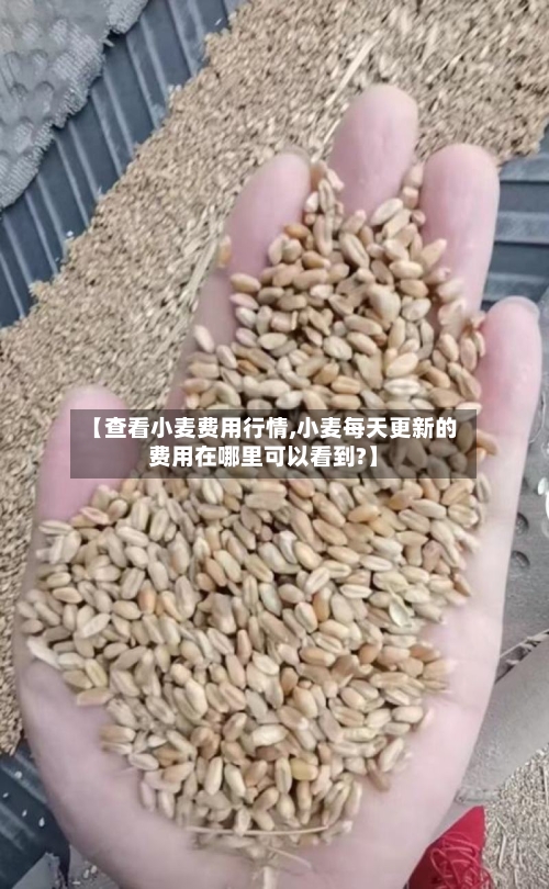 【查看小麦费用行情,小麦每天更新的费用在哪里可以看到?】