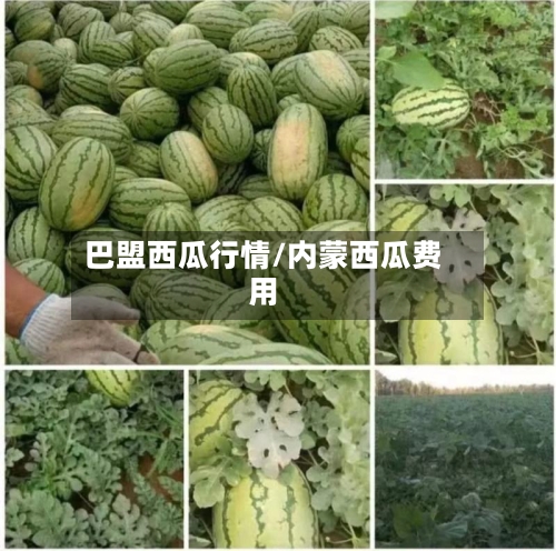 巴盟西瓜行情/内蒙西瓜费用