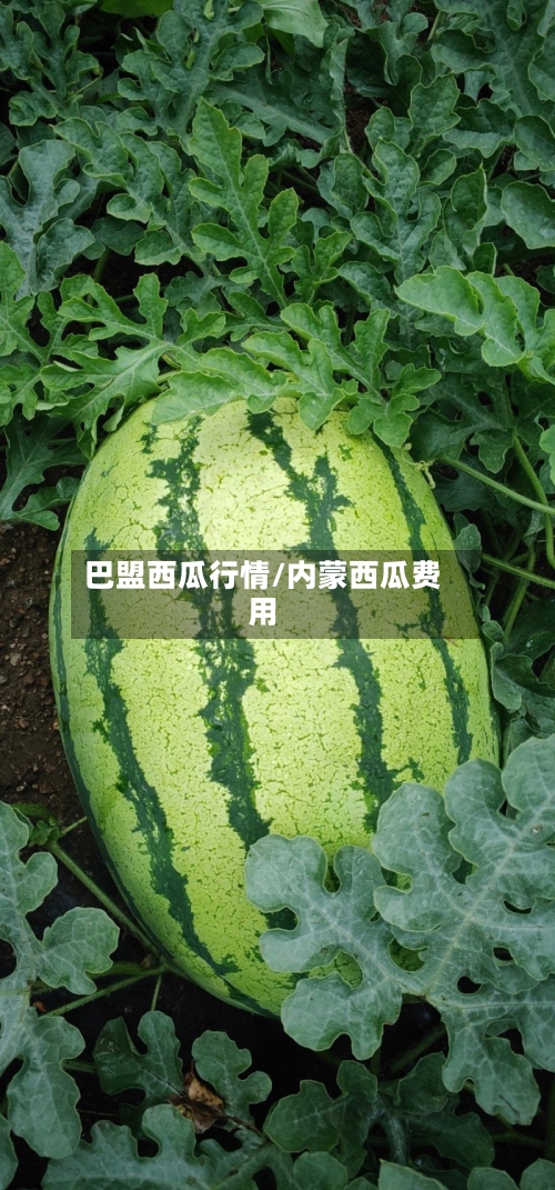 巴盟西瓜行情/内蒙西瓜费用-第2张图片