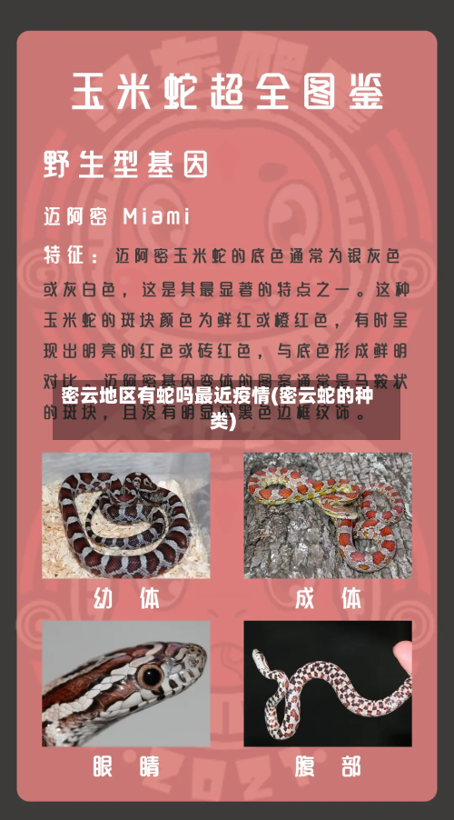 密云地区有蛇吗最近疫情(密云蛇的种类)-第2张图片