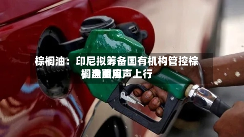 棕榈油：印尼拟筹备国有机构管控棕榈油费用，盘面应声上行-第2张图片