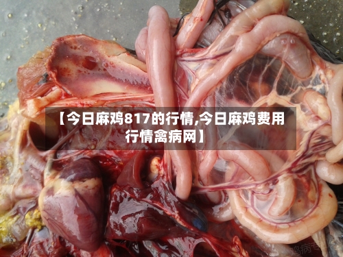 【今日麻鸡817的行情,今日麻鸡费用行情禽病网】-第3张图片