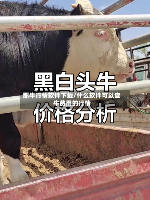 那牛行情软件下载/什么软件可以查牛费用的行情