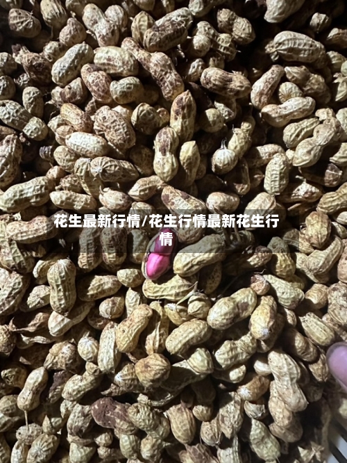 花生最新行情/花生行情最新花生行情