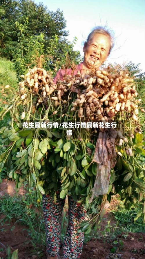 花生最新行情/花生行情最新花生行情-第2张图片