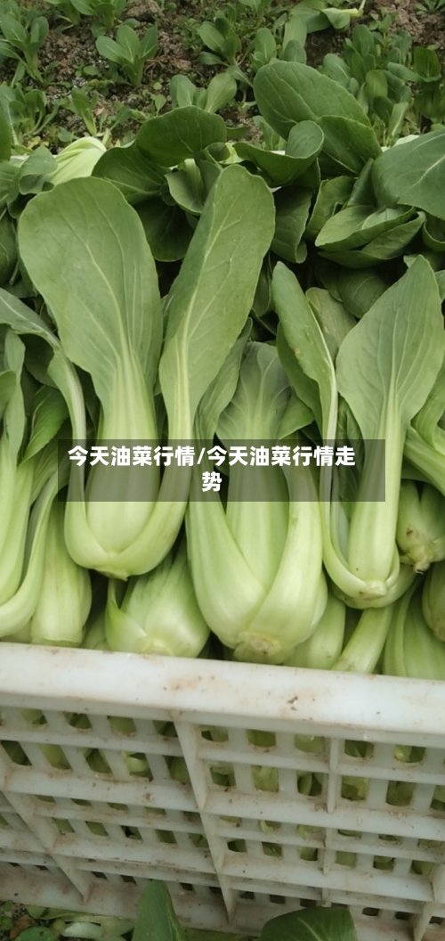 今天油菜行情/今天油菜行情走势