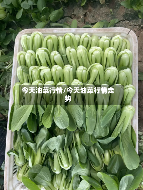 今天油菜行情/今天油菜行情走势-第2张图片