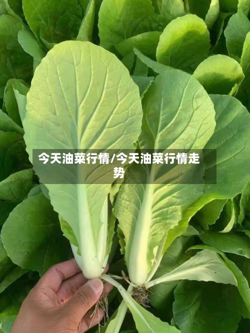 今天油菜行情/今天油菜行情走势-第3张图片