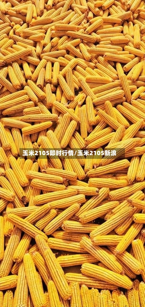 玉米2105即时行情/玉米2105新浪-第2张图片