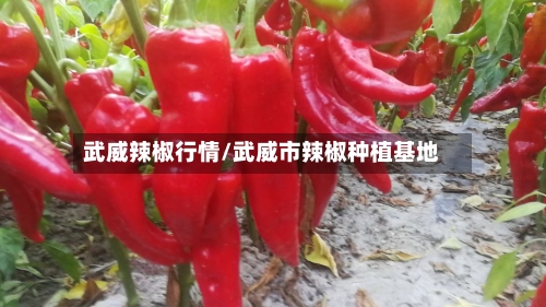 武威辣椒行情/武威市辣椒种植基地