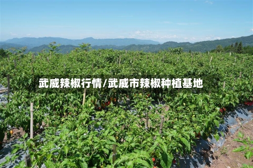 武威辣椒行情/武威市辣椒种植基地-第2张图片