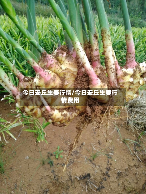 今日安丘生姜行情/今日安丘生姜行情费用