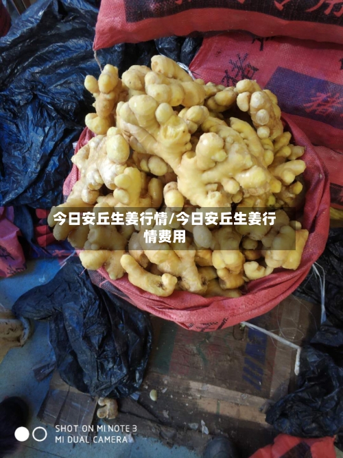 今日安丘生姜行情/今日安丘生姜行情费用-第3张图片
