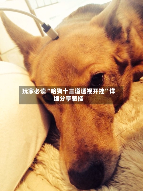 玩家必读“哈狗十三道透视开挂”详细分享装挂-第2张图片