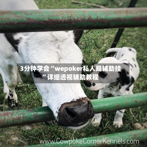3分钟学会“wepoker私人局辅助挂”详细透视辅助教程-第3张图片