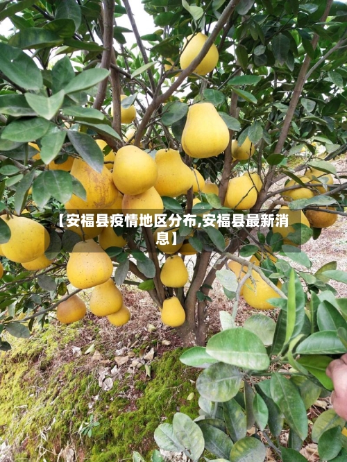 【安福县疫情地区分布,安福县最新消息】-第2张图片