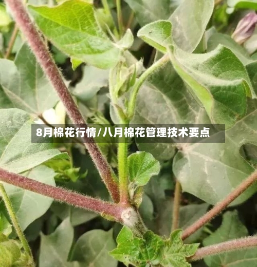 8月棉花行情/八月棉花管理技术要点