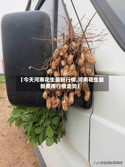 【今天河南花生最新行情,河南花生最新费用行情走势】-第2张图片