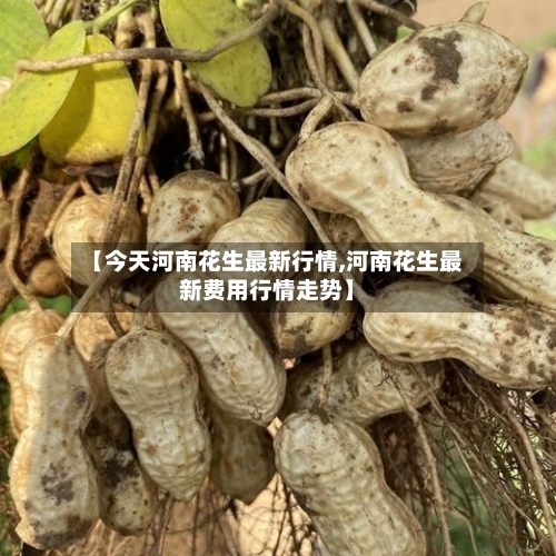 【今天河南花生最新行情,河南花生最新费用行情走势】