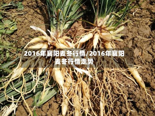 2016年襄阳麦冬行情/2016年襄阳麦冬行情走势