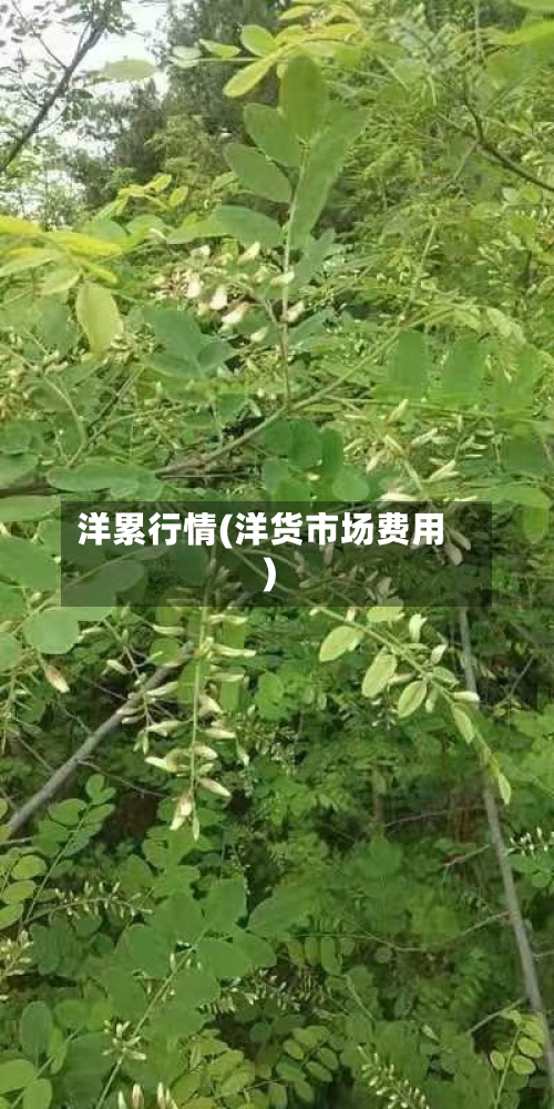 洋累行情(洋货市场费用)-第2张图片