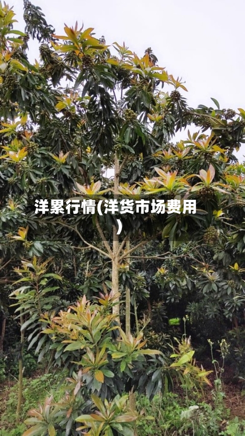 洋累行情(洋货市场费用)