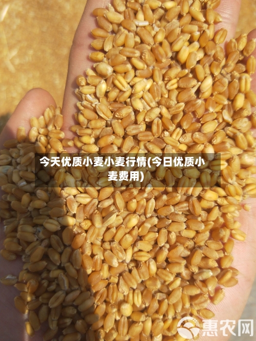 今天优质小麦小麦行情(今日优质小麦费用)-第2张图片