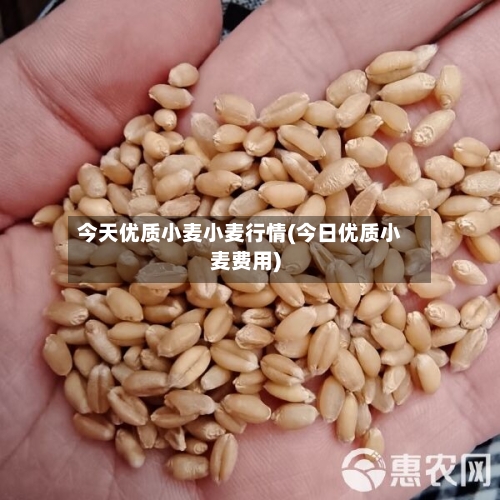 今天优质小麦小麦行情(今日优质小麦费用)