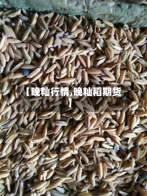 【晚籼行情,晚籼稻期货】