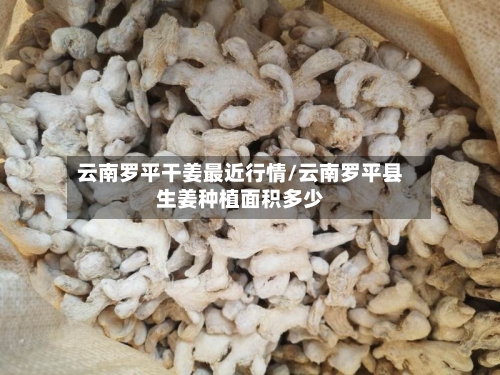 云南罗平干姜最近行情/云南罗平县生姜种植面积多少-第3张图片