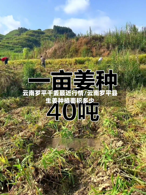 云南罗平干姜最近行情/云南罗平县生姜种植面积多少