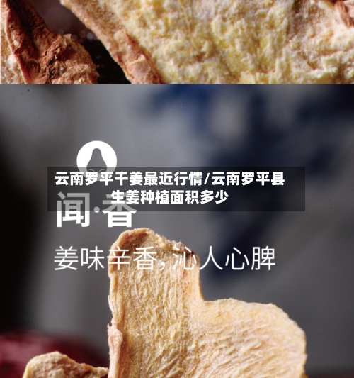 云南罗平干姜最近行情/云南罗平县生姜种植面积多少-第2张图片