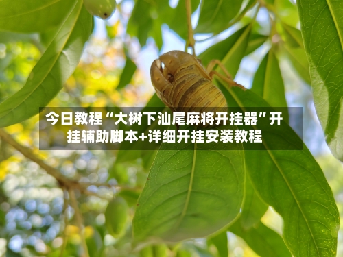 今日教程“大树下汕尾麻将开挂器”开挂辅助脚本+详细开挂安装教程