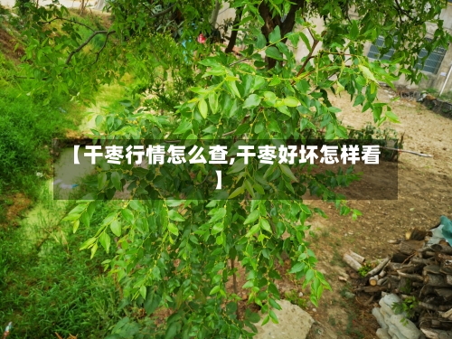 【干枣行情怎么查,干枣好坏怎样看】-第3张图片