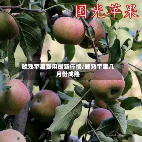 晚熟苹果费用最新行情/晚熟苹果几月份成熟