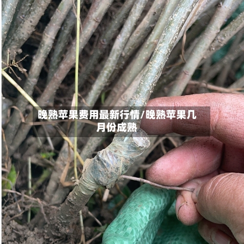 晚熟苹果费用最新行情/晚熟苹果几月份成熟-第2张图片