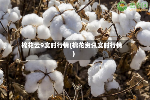 棉花云9实时行情(棉花资讯实时行情)-第2张图片