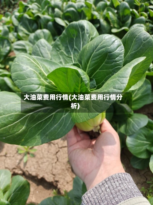 大油菜费用行情(大油菜费用行情分析)