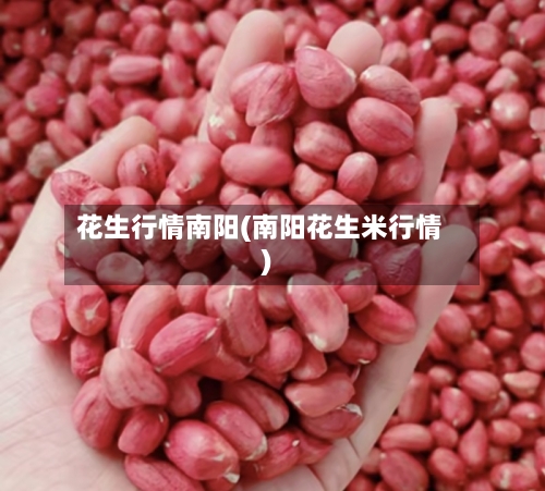 花生行情南阳(南阳花生米行情)