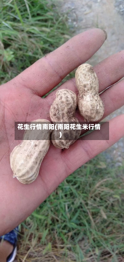 花生行情南阳(南阳花生米行情)-第2张图片
