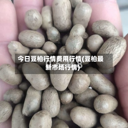 今日豆柏行情费用行情(豆柏最新市场行情)
