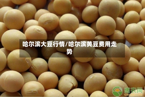 哈尔滨大豆行情/哈尔滨黄豆费用走势-第3张图片