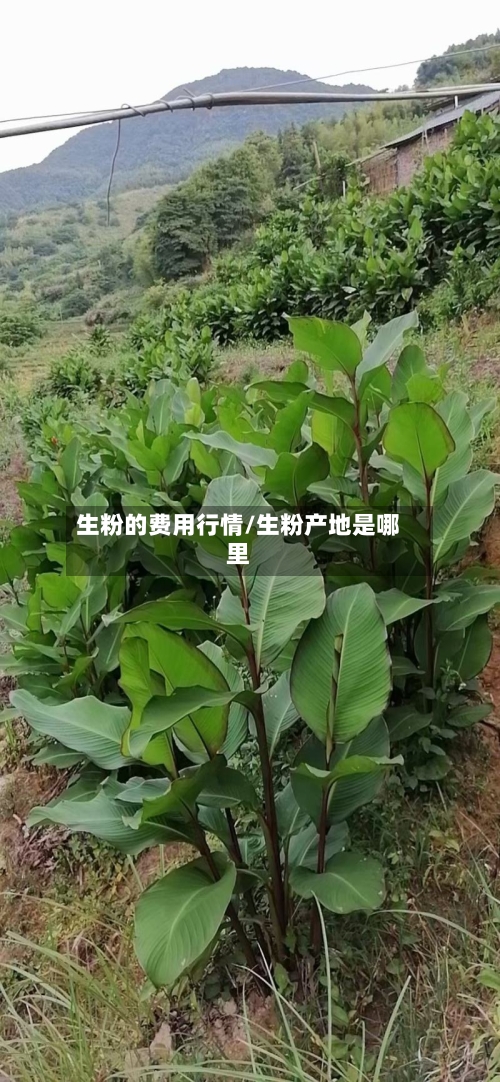 生粉的费用行情/生粉产地是哪里