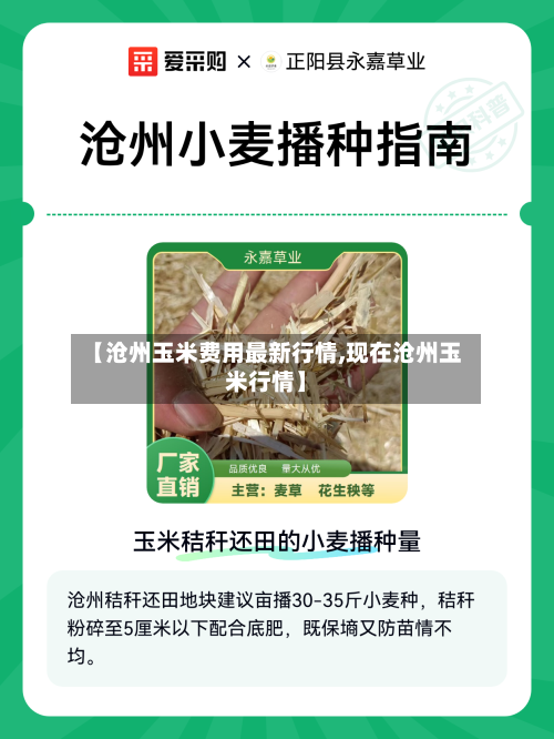 【沧州玉米费用最新行情,现在沧州玉米行情】-第3张图片