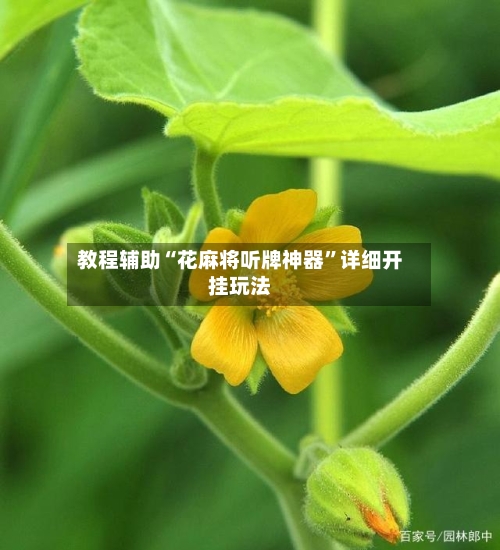 教程辅助“花麻将听牌神器”详细开挂玩法