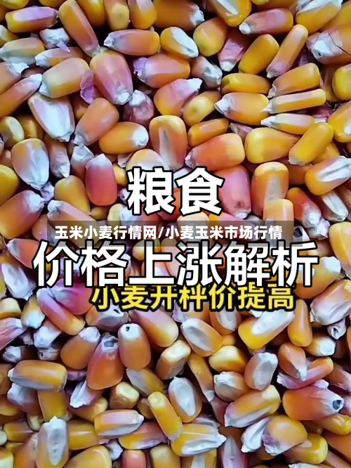 玉米小麦行情网/小麦玉米市场行情