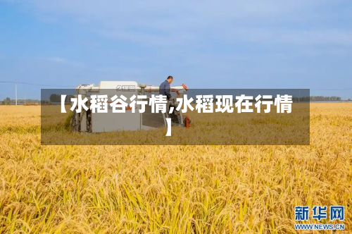 【水稻谷行情,水稻现在行情】